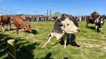 FDAHS Spring Cattle Release 2026